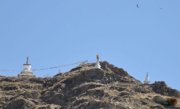 ������ʲô��˼ ʲô������ͺ�ճ���ȫ����