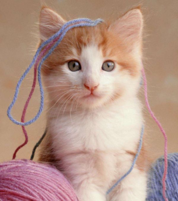 Ϊʲôèϲ���������������� è�ܹ������˵����