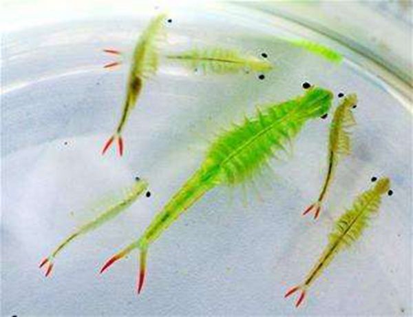 ��ŮϺ��ʲô������Ϻ�� ��ŮϺ����Ǯһֻ���Գ���