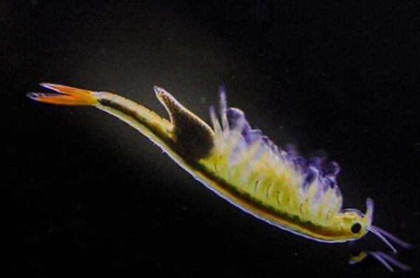 ��ŮϺ��ʲô������Ϻ�� ��ŮϺ����Ǯһֻ���Գ���