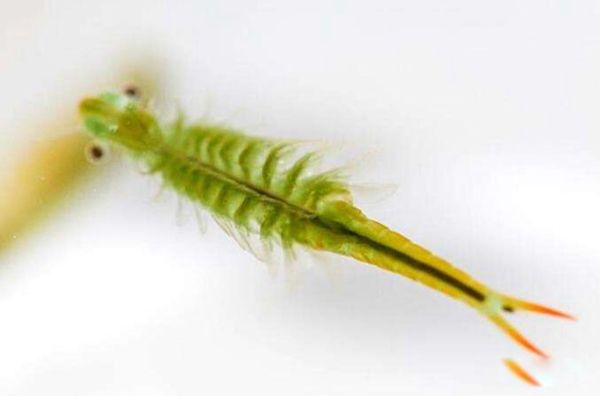 ��ŮϺ��ʲô������Ϻ�� ��ŮϺ����Ǯһֻ���Գ���