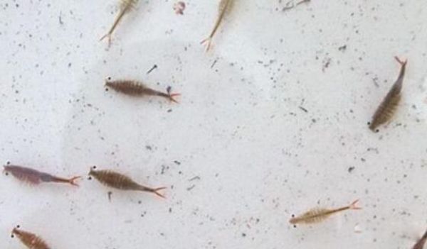 ��ŮϺ��ʲô������Ϻ�� ��ŮϺ����Ǯһֻ���Գ���