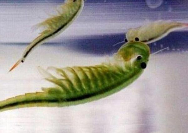 ��ŮϺ��ʲô������Ϻ�� ��ŮϺ����Ǯһֻ���Գ���