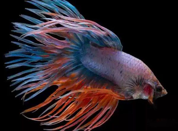 Ư������Ʒ������Щ ʮ����Ư���Ĺ�����ͼƬ