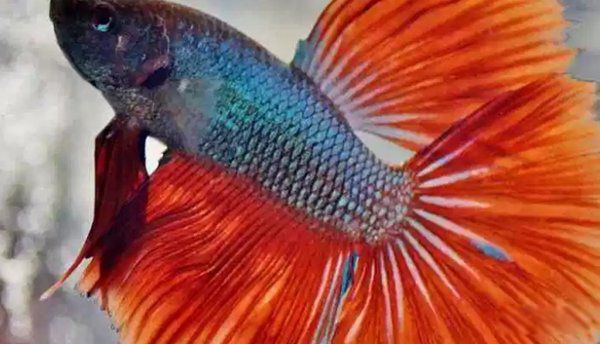 漂亮的鱼品种有哪些 十种最漂亮的观赏鱼图片
