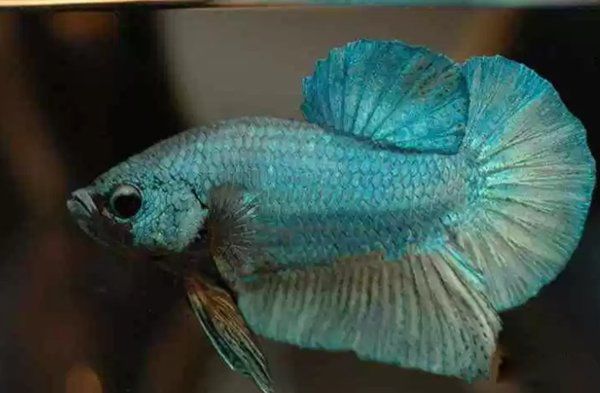 漂亮的鱼品种有哪些 十种最漂亮的观赏鱼图片