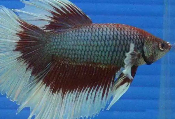 漂亮的鱼品种有哪些 十种最漂亮的观赏鱼图片