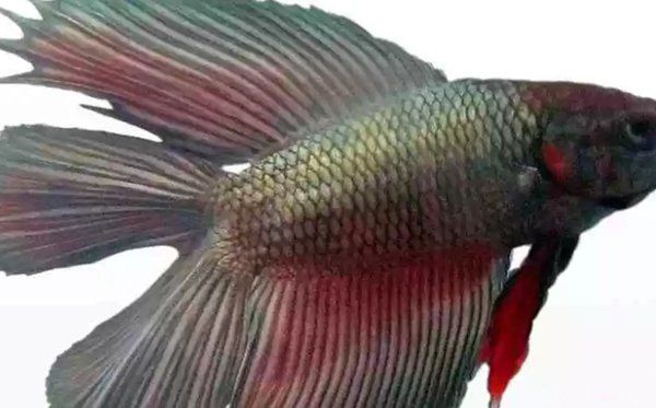 漂亮的鱼品种有哪些 十种最漂亮的观赏鱼图片