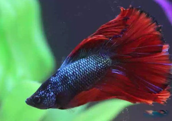 漂亮的鱼品种有哪些 十种最漂亮的观赏鱼图片