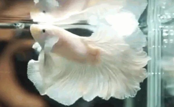 漂亮的鱼品种有哪些 十种最漂亮的观赏鱼图片