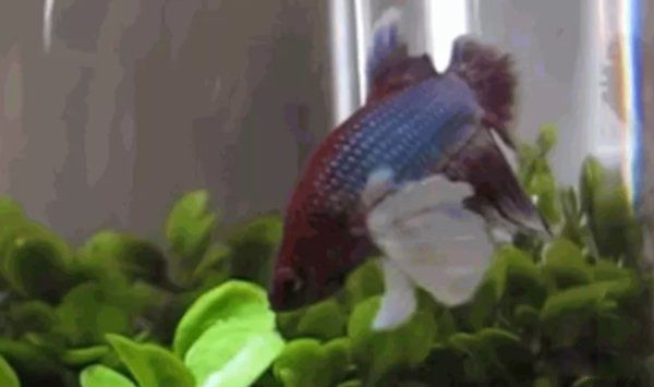 漂亮的鱼品种有哪些 十种最漂亮的观赏鱼图片