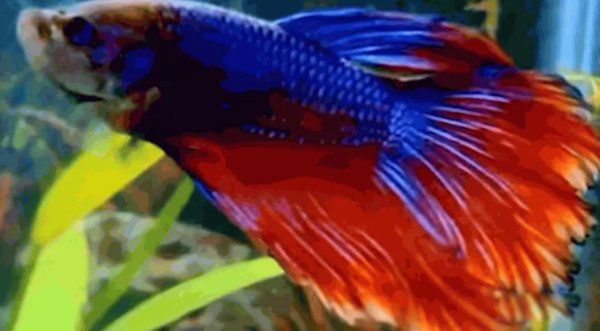 漂亮的鱼品种有哪些 十种最漂亮的观赏鱼图片