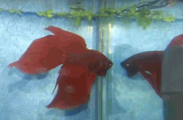 漂亮的鱼品种有哪些 十种最漂亮的观赏鱼图片