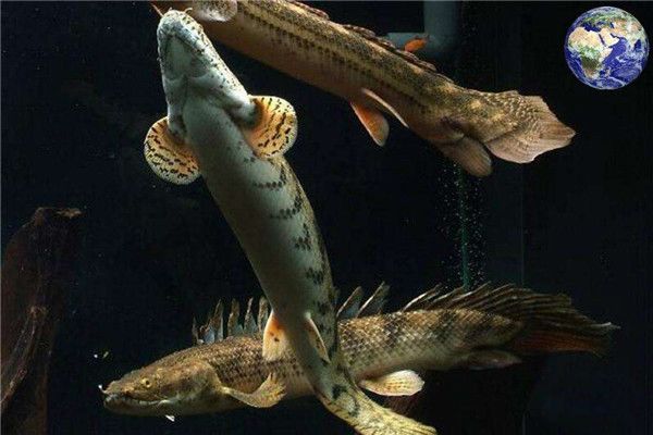 ���ƿ�������Ͷ��١治�� �ʺ������ƿ���