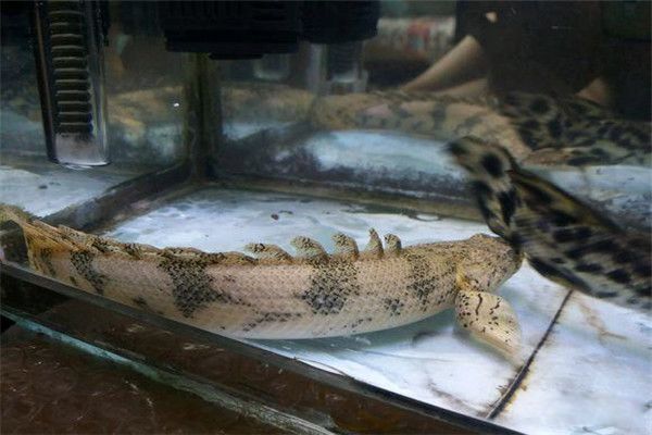 ���ƿ�������Ͷ��١治�� �ʺ������ƿ������ˮ����ô��ֳ