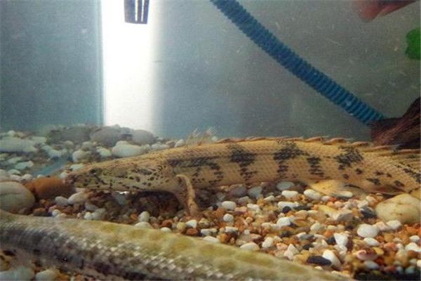 ���ƿ�������Ͷ��١治�� �ʺ������ƿ������ˮ����ô��ֳ