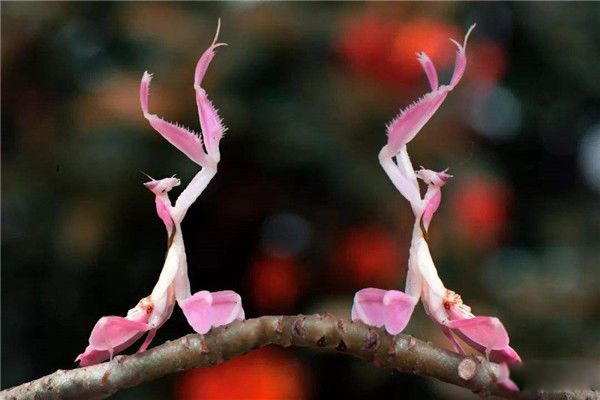 �������ͼƬ��ʲô�� �������Ϊʲô������