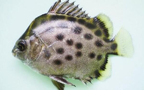 ��������Ǯһ�� ���޽�����ܳ����