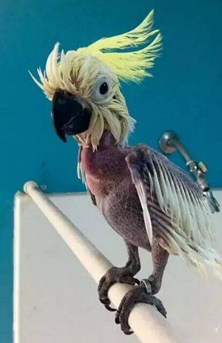 抑郁症鹦鹉拔光自己的毛 为什么鹦鹉会患抑郁症呢