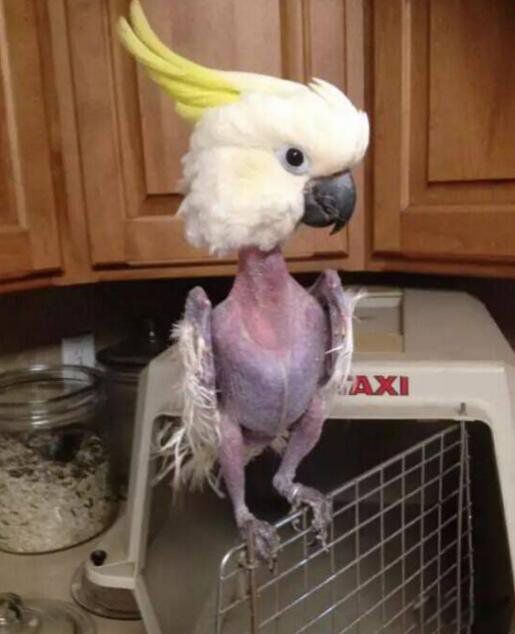 抑郁症鹦鹉拔光自己的毛 为什么鹦鹉会患抑郁症呢