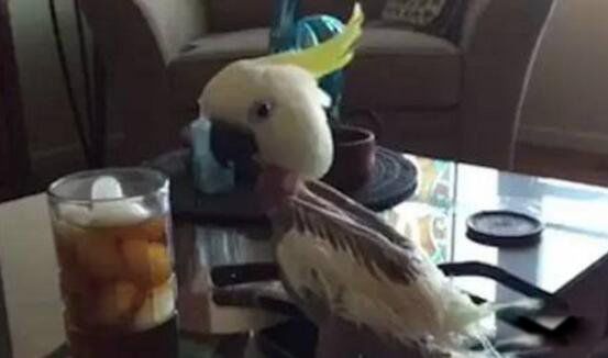 抑郁症鹦鹉拔光自己的毛 为什么鹦鹉会患抑郁症呢