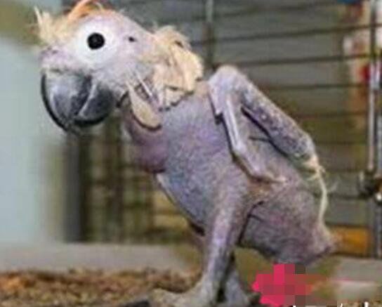 抑郁症鹦鹉拔光自己的毛 为什么鹦鹉会患抑郁症呢