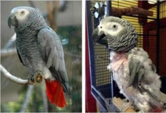 抑郁症鹦鹉拔光自己的毛 为什么鹦鹉会患抑郁症呢