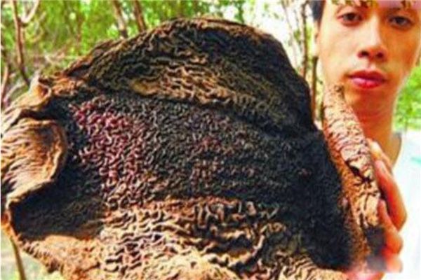 ���Ե�������������Щ ���������ȹ������߳�������