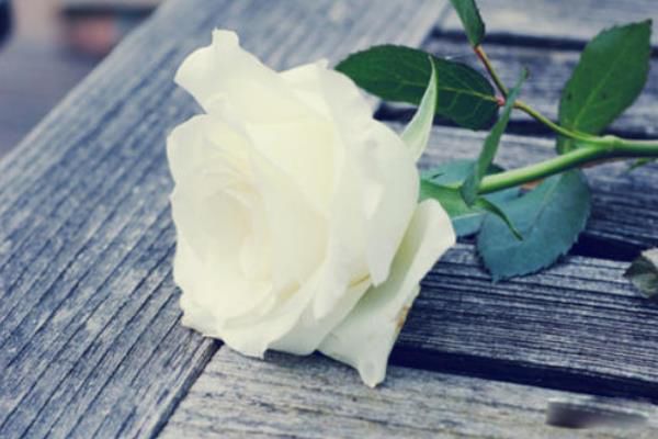 ��õ�廨��������Ԣ�� ��õ����ʲô�˺���