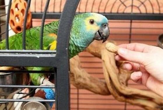抑郁症鹦鹉拔光自己的毛 为什么鹦鹉会患抑郁症呢