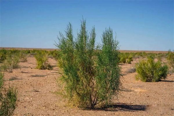 ��������jun����suo ����������;��һ��ʲôֲ��