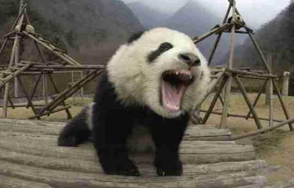 ��ȵ�������ʲô���� ������ȵ�����ʳ�����������è?