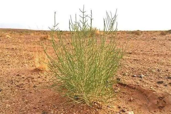 ��������jun����suo ����������;��һ��ʲôֲ��