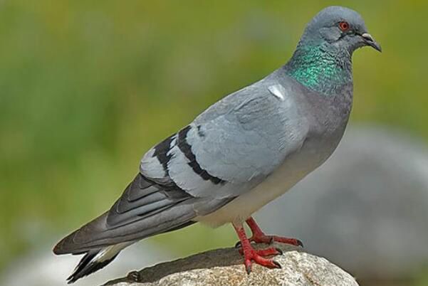 �Ҹ���ʲôƷ�ֵĸ��� �Ҹ��ǹ��ұ���������