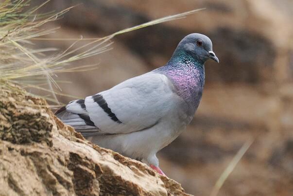 �Ҹ���ʲôƷ�ֵĸ��� �Ҹ��ǹ��ұ���������