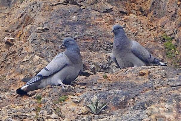 �Ҹ���ʲôƷ�ֵĸ��� �Ҹ��ǹ��ұ���������