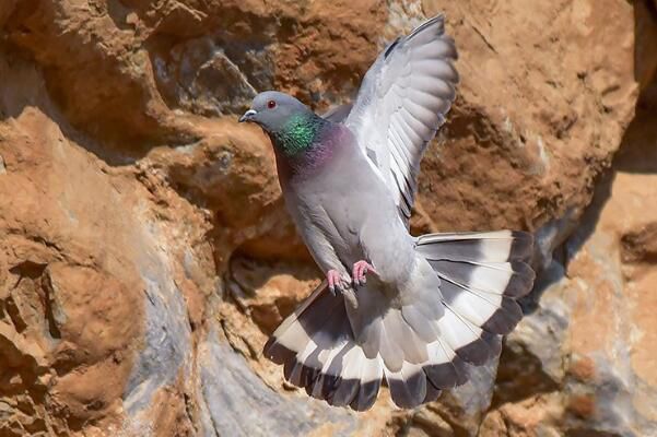 �Ҹ���ʲôƷ�ֵĸ��� �Ҹ��ǹ��ұ���������