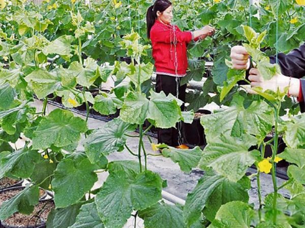 ũ������Щ�����۵��̻� ũ�崴ҵ�ĺ���Ŀ�ɱ���