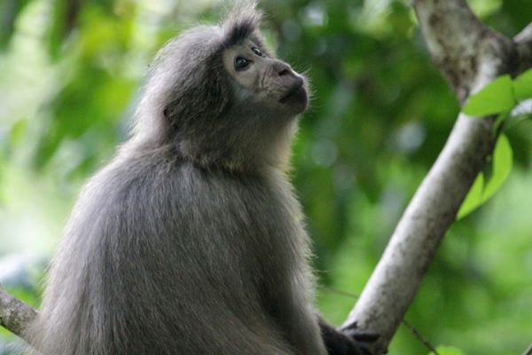 白色面罩的猴子叫什么 桑杰河白眉猴是什么猴