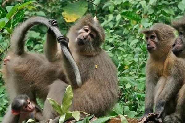 白色面罩的猴子叫什么 桑杰河白眉猴是什么猴