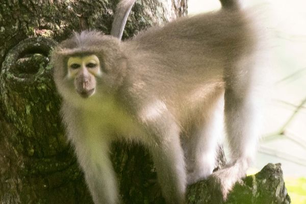 白色面罩的猴子叫什么 桑杰河白眉猴是什么猴