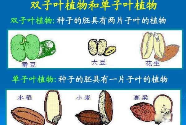 ����Ҷֲ����˫��Ҷֲ��������� ����Ҷ����ͬ����ܴ�