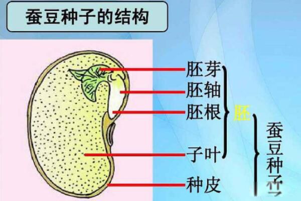 ����Ҷֲ����˫��Ҷֲ��������� ����Ҷ����ͬ����ܴ�