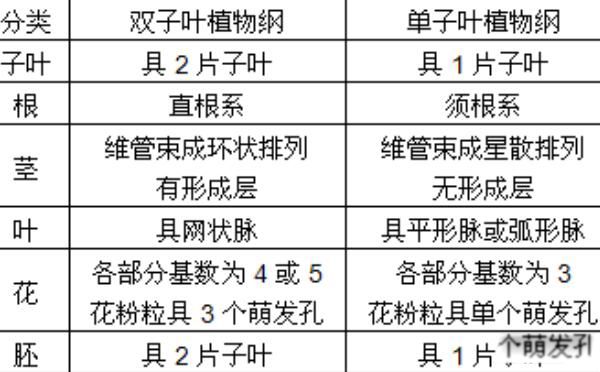 ����Ҷֲ����˫��Ҷֲ��������� ����Ҷ����ͬ����ܴ�