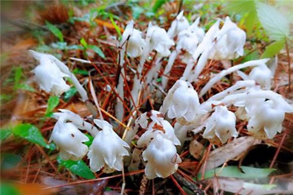 ����������ͼƬ��ֵ ��������Ϊʲô��ôֵǮ