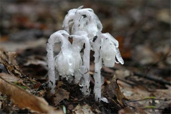 幽灵兰花的图片价值 幽灵兰花为什么那么值钱