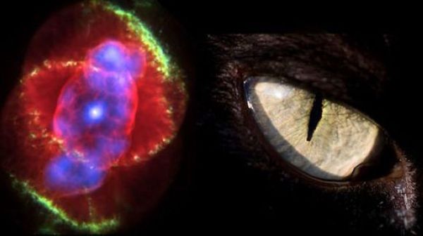 è�����Ƴ�ʲô���� è������������ж�Զ