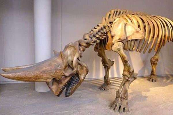 �����ؽ�����ʲô���� �����ؽ��޵������ж��