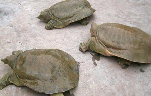 ������ʲô���� ���������˻��Ǳ�