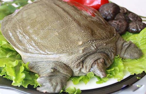 ������ʲô���� ���������˻��Ǳ�